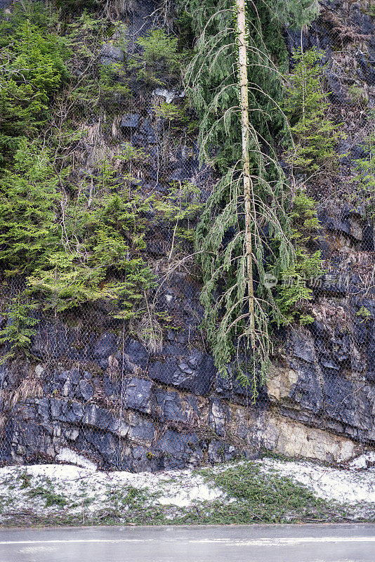 Ice Embrace collapse Tree, Planina, Notranjska，斯洛文尼亚，欧洲